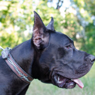 Great Dane Collar with Design "Barbed Wire"